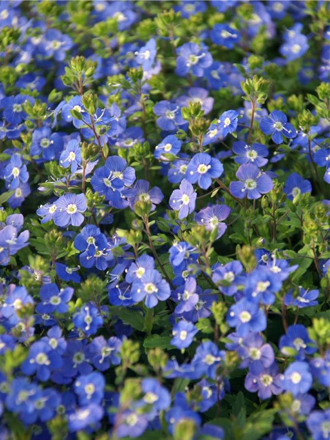 Veronica Blue Bluestone Perennials