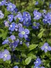 Veronica Georgia-Blue