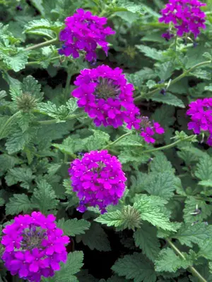 Link to Verbena Homestead Purple