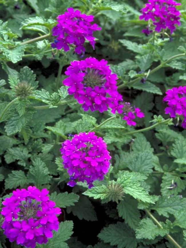 Verbena Homestead Purple