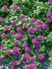 Verbena Homestead Purple