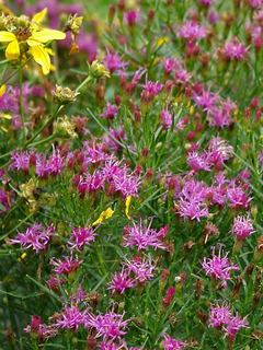 Vernonia
