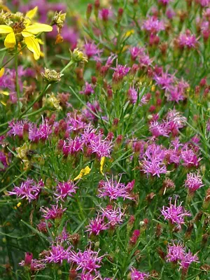 Link to Vernonia Iron Butterfly