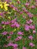 Vernonia Iron Butterfly