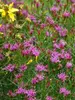Vernonia Iron Butterfly