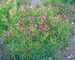 Vernonia Iron Butterfly