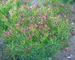 Vernonia Iron Butterfly