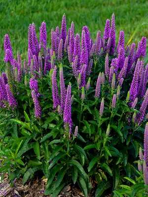 Link to Veronica Purple Illusion