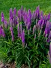 Veronica Purple Illusion