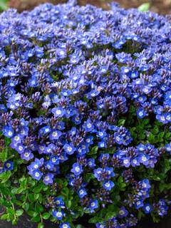 Groundcovers Perennials Plants Bluestone Groundcovers Perennials Plants