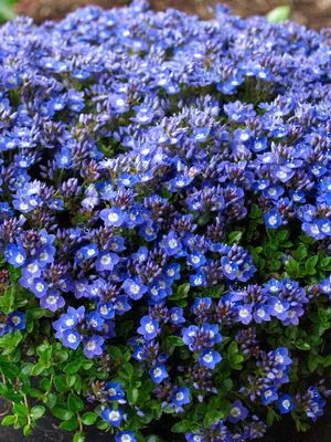 Link to Veronica Liwanensis