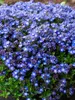 Veronica Liwanensis