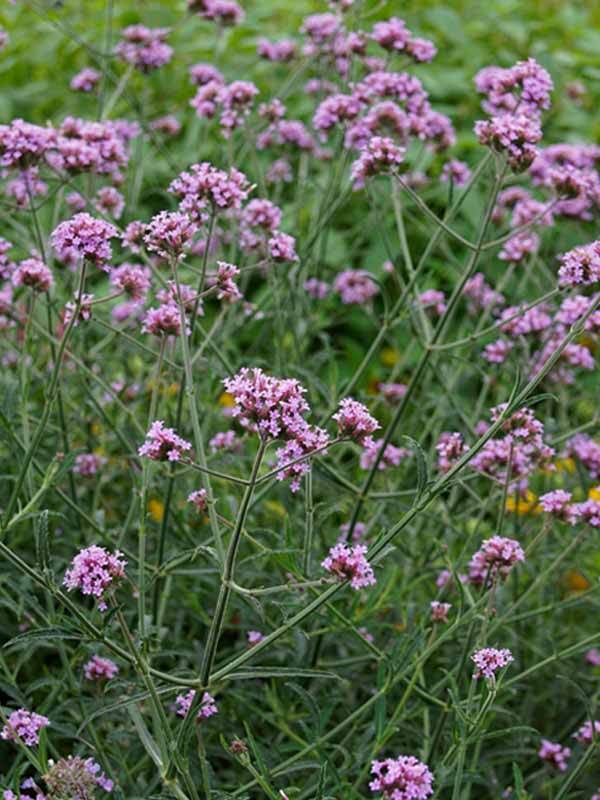 Verbena Lollipop