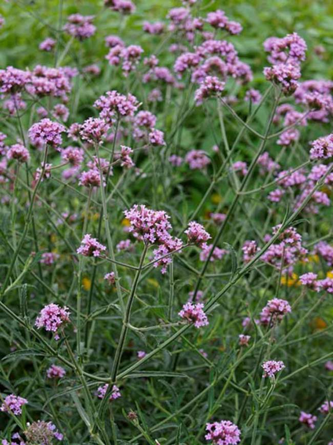 Verbena Lollipop