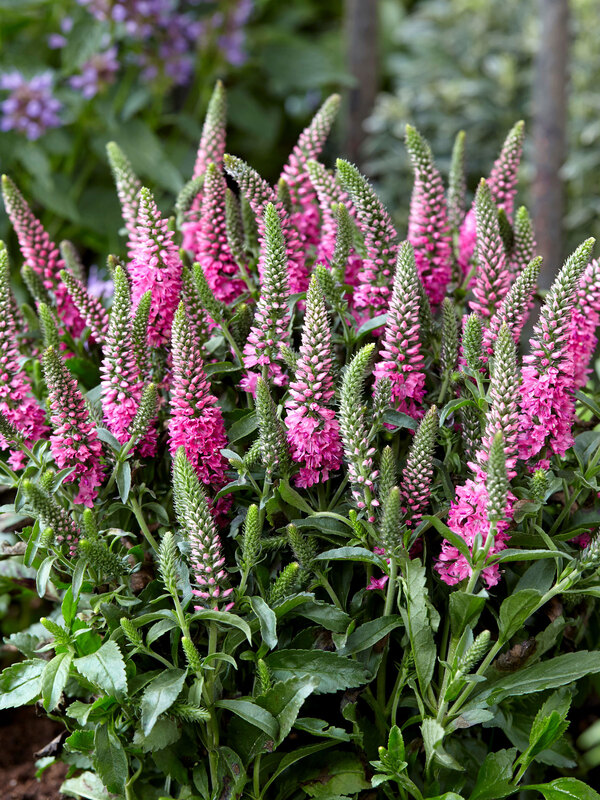 Veronica Pink Candles