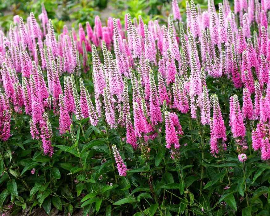 50 seeds VERONICA LONGIFOLIA 'Pink Shades' PERENNIAL