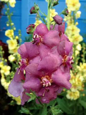 Link to Verbascum Plum Smokey