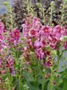 Verbascum Plum Smokey