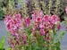 Verbascum Plum Smokey