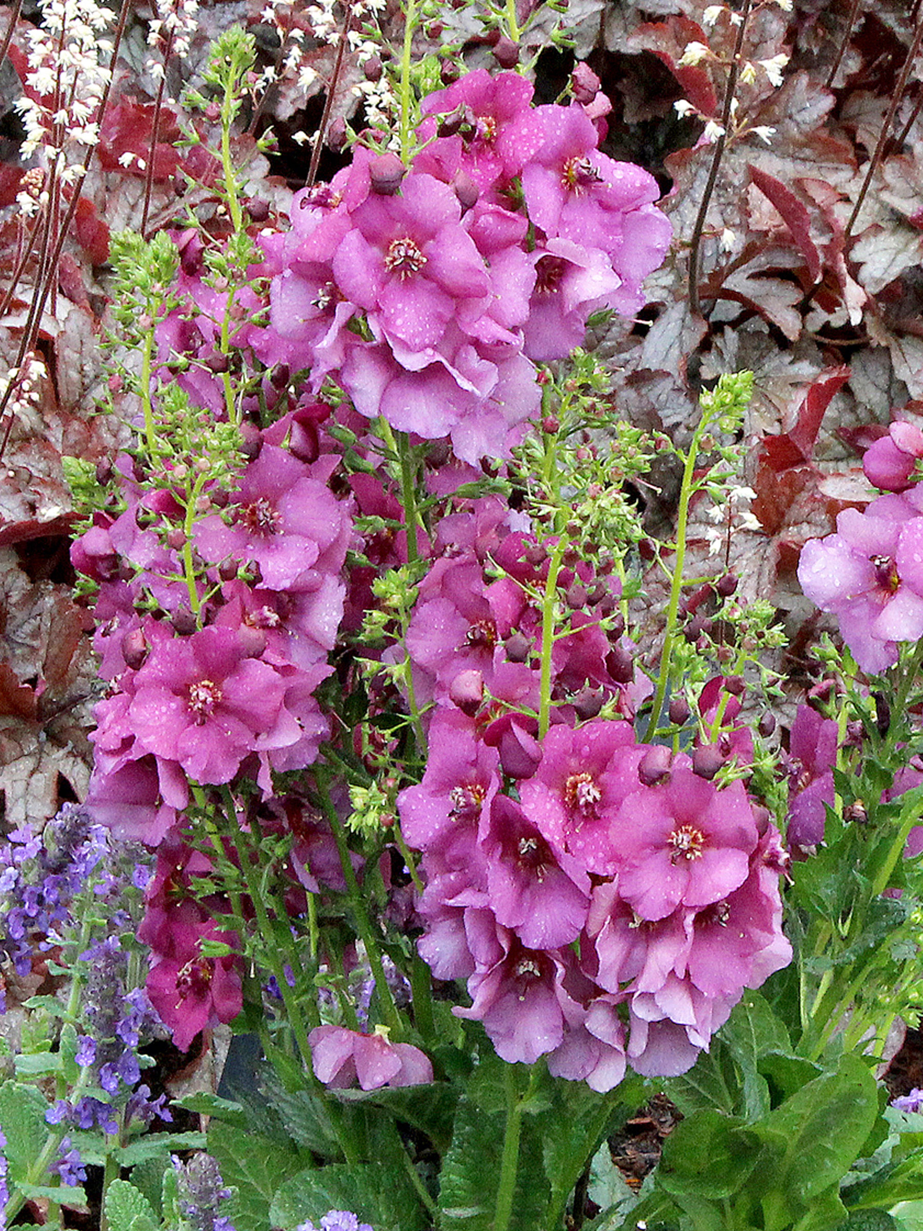 Verbascum Plum Smokey (Mullein)