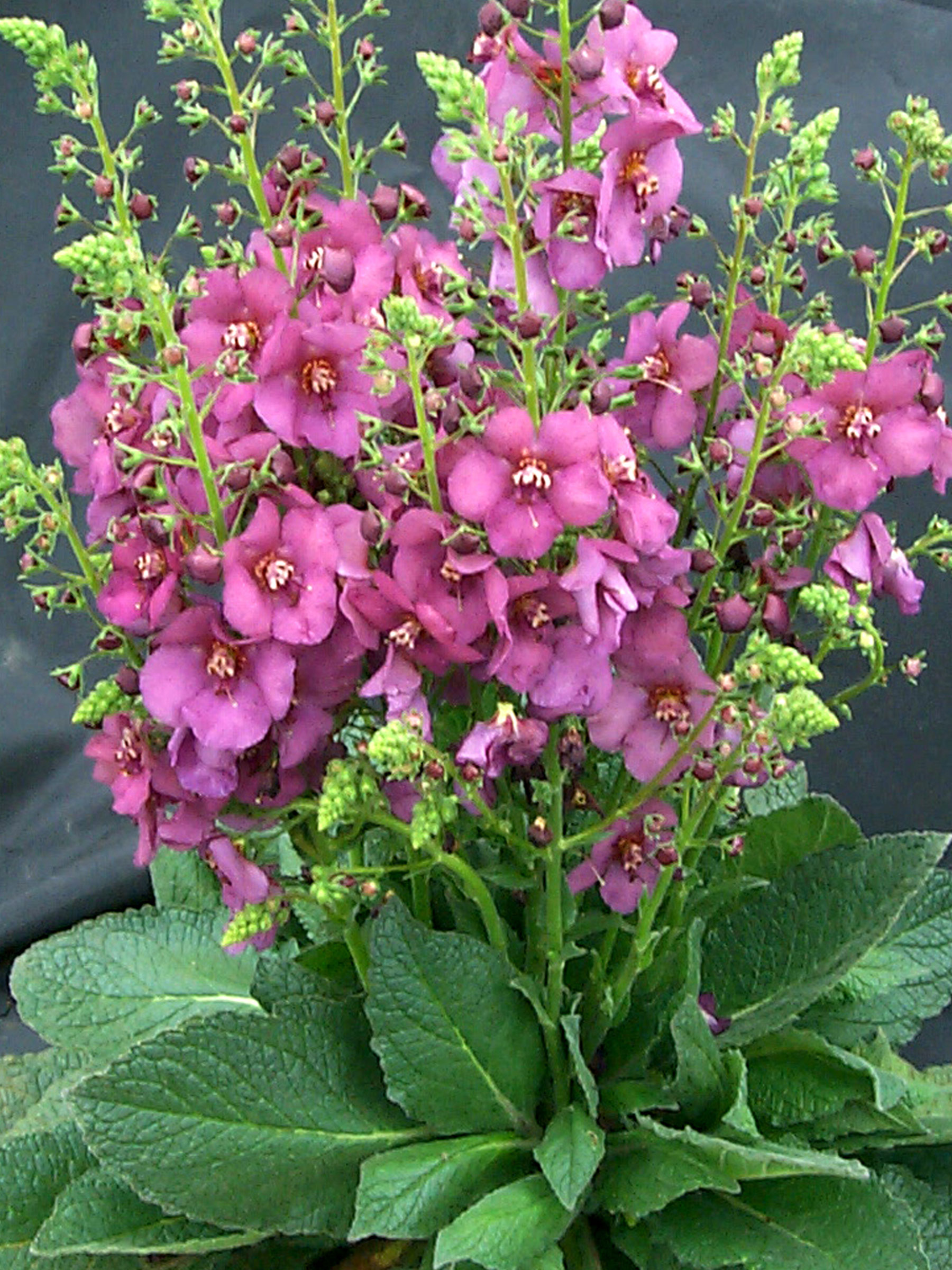 Verbascum Plum Smokey | Bluestone Perennials