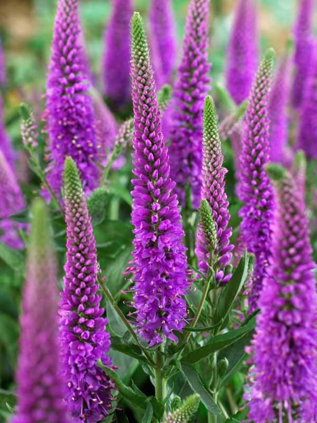 Veronica Purpleicious | Bluestone Perennials