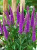 Veronica Purpleicious