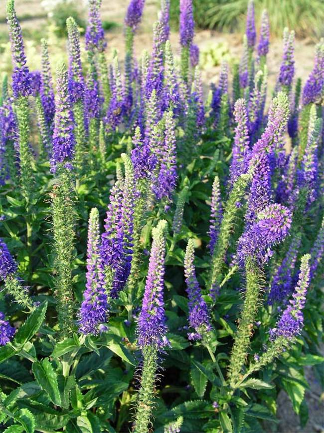 Veronica Sunny Border Blue -- Bluestone Perennials