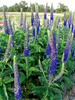 Veronica Sunny-Border-Blue