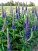 Veronica Sunny-Border-Blue