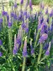 Veronica Sunny-Border-Blue