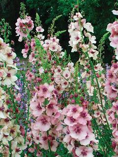 Verbascum