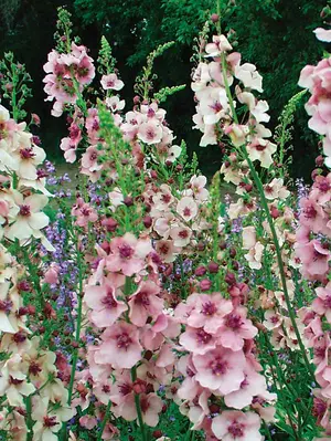 Link to Verbascum Southern Charm