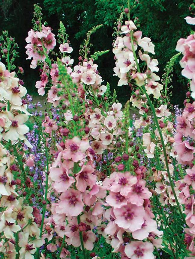 Verbascum Southern-Charm