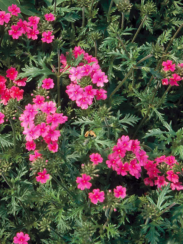 Verbena Sissinghurst