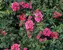 Verbena Sissinghurst