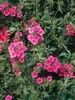 Verbena Sissinghurst