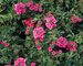 Verbena Sissinghurst