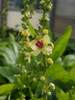 Verbascum Sixteen Candles