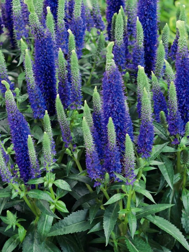 Veronica Ulster Blue Dwarf