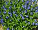 Veronica Venice Blue