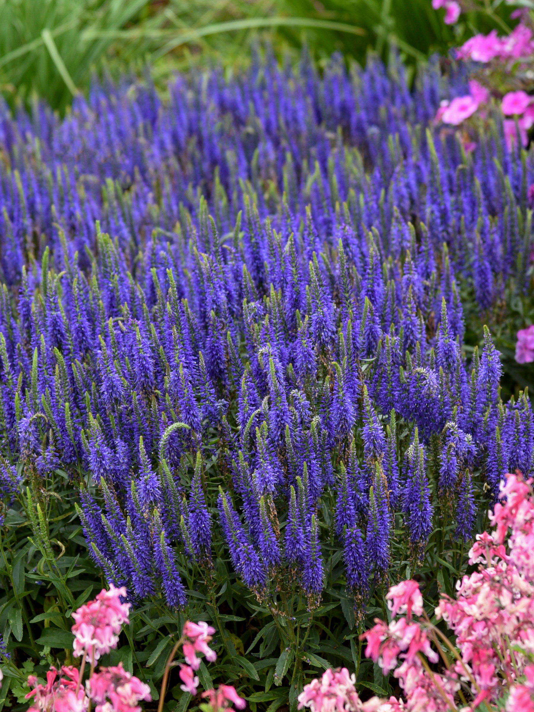 Veronica Wizard Of Ahhs | Bluestone Perennials