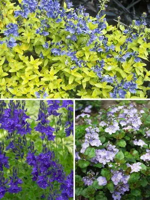 Link to Veronica Shorter Varieties Collection