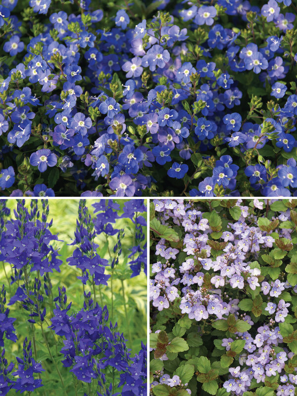 Short Veronica Collection