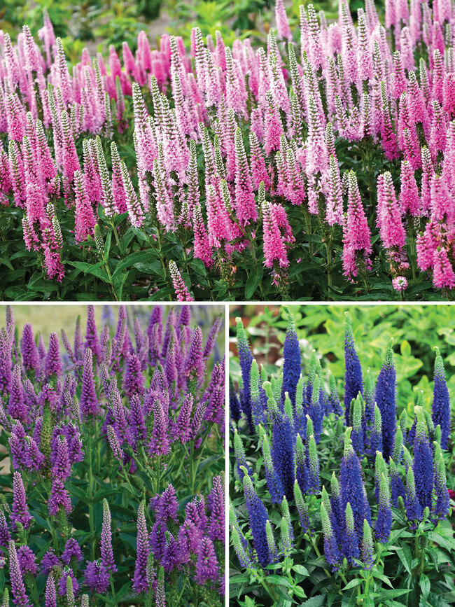 Upright Veronica Collection Bluestone Perennials Upright Veronica Collection Bluestone Perennials