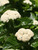Viburnum All That Glitters