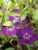 Vinca Atropurpurea