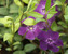 Vinca Atropurpurea