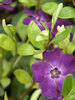 Vinca Atropurpurea