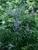 Vitex Blue Diddley